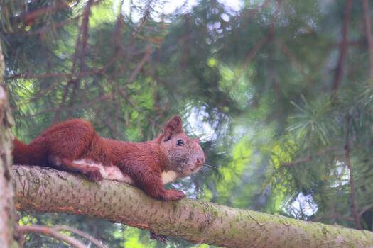 Eichhörnchen, Foto Elke Janssen