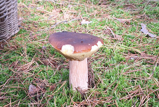 Auf dem Foto ist ein Steinpilz. Foto: Rotti