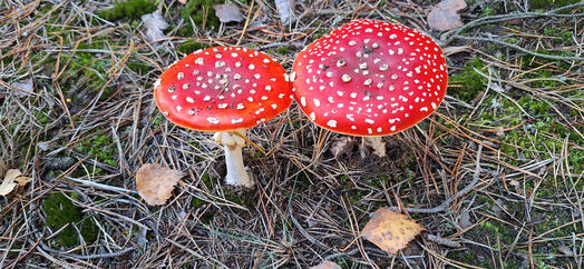 Auf dem Foto sind 2 Fliegenpilze