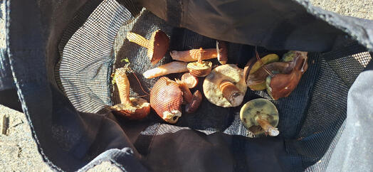 Auf Foto ist ein Hut voll mit Maronenröhrlingen. Foto: Rotti