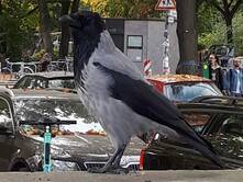 Eine Nebelkrähe in Berlin 2