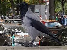 Eine Nebelkrähe in Berlin