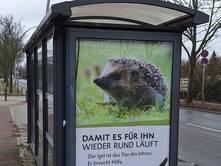 Der Igel - Tier des Jahres 2024