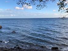 Aurelia war an der Ostsee