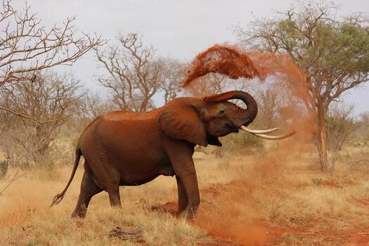 Elefant wirft rote Erde über sich, Foto: Kirsi Kataniemi auf Pixabay