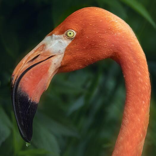 Kopf eines Flamingos, Foto: Dave Boardman auf Pixabay
