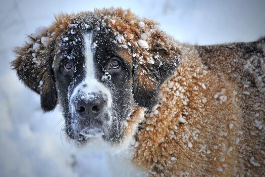 Bernadiner mit Schnee, Foto: Claudia auf Pixabay