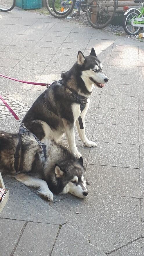 Huskys, Foto: Rotti