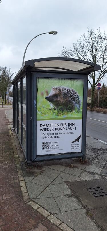 Igel: Tier des Jahres 2024 auf Busstation. Foto Rotti