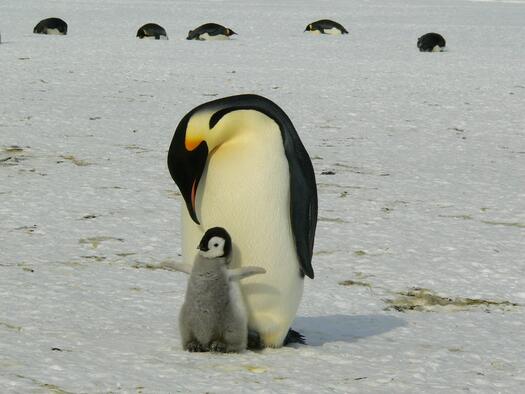 Kaiser-Pinguin-Mutter mit Baby, Foto: Siggy Nowak auf Pixabay