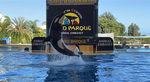 Orca springt aus dem Wasser im Loro Park, Foto Katzenauge