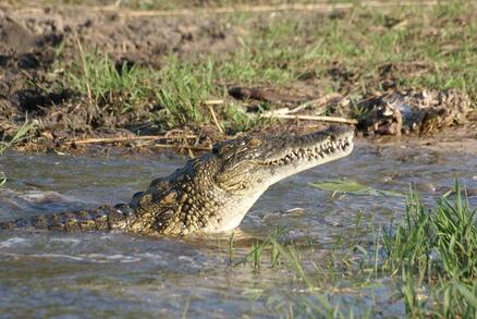 Krokodil iin Südafrikat Foto: Havanna