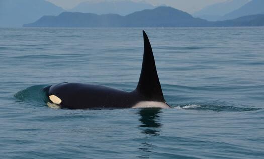 Orca schwimmt im Freien, Foto: Wolfgang Lucht