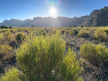 Südafrika und der Rooibos