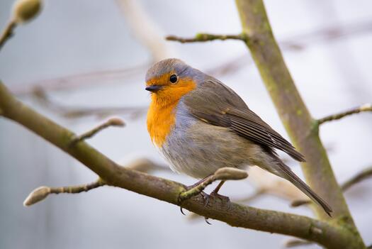 Rotkehlchen, Foto: Evgeni Tscherkassi auf Pixabay