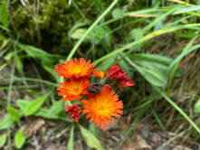 Rotti auf Reisen, Tag 8