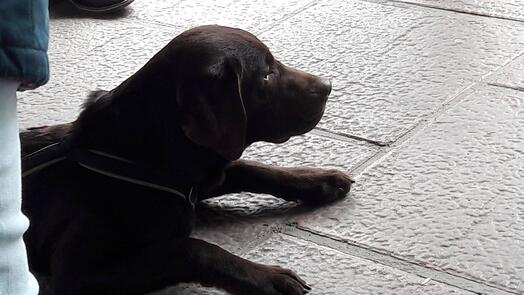 Labrador, Foto Rotty