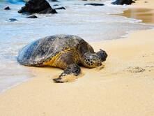 Aurelia und die Schildkröten