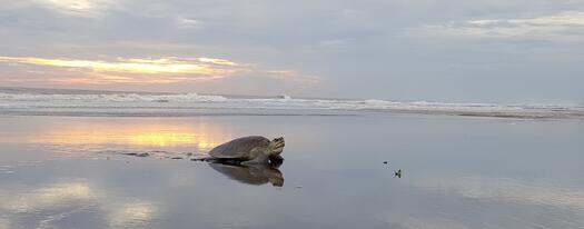Schildkröte am Strand, Bild von Diego de la Roca auf Pixabay