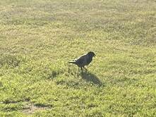 Rotti auf Reisen, Tag 17