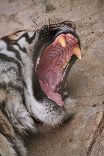 Tiger, Tierpark Berlin, Fot: Havanna
