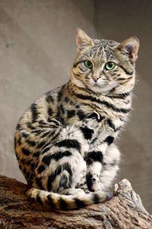 sitzende Schwarzfußkatze. Foto: Patrick Ch. Apfeld auf Wikimedia