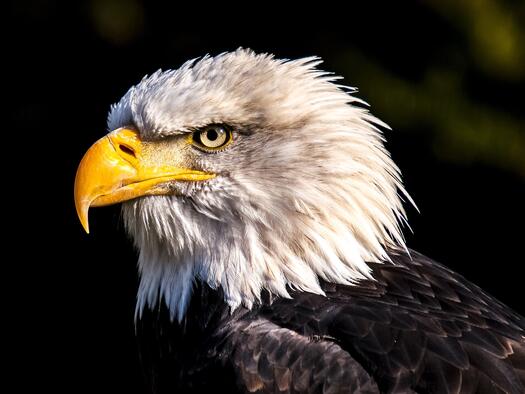 Weißkopfseeadler, Foto: Katy Büscher auf Pixabay