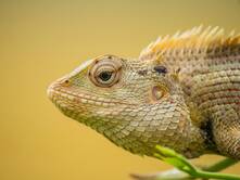 Ein gewalttätiges Chamäleon