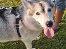 Rotti auf Reisen, Tag 18