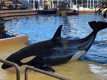 Mein Wunsch, einen Orca zu sehen