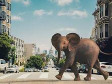 Tuffi, das Elefantenmädchen