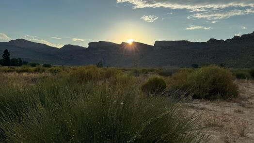 Rooibos-Feld, Foto: Rogge-Strang