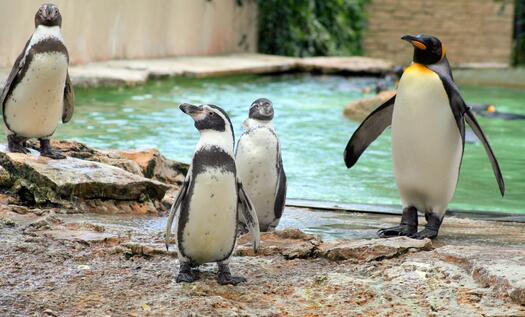 Pinguine stehen an einem Wasserbecken im Zoo, Foto Sue Rickhuss auf Pixabay