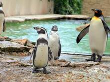 Ein Tag im Berliner Zoo