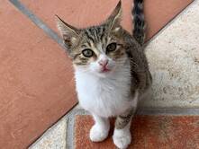 Eine Kuschel-Katze namens Ochi