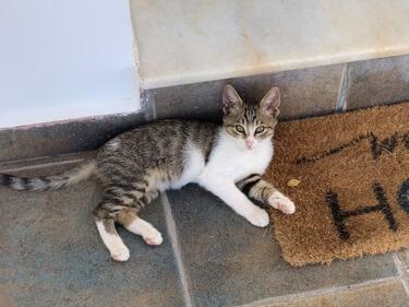 Die Katze Ochi liegt auf dem Boden. Bild von Privat.