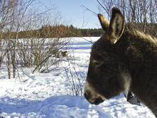 Ein kalter Wintertag
