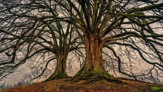 Ein Baum, Bild von jplenio auf Pixabay