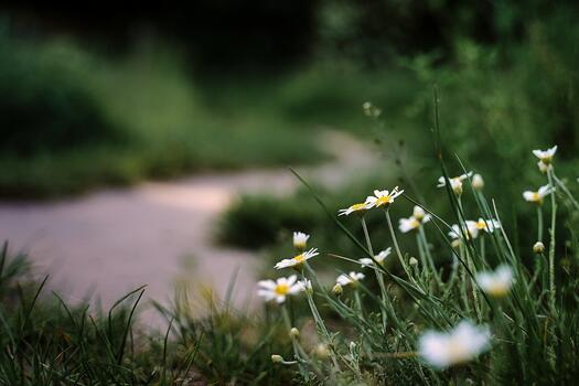 Blumen an einem Weg, Foto von daschorsch auf Pixabay