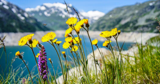 Berge, ein See und gelbe Blumen von Bianca Mentil