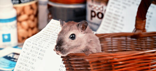 Hamsterkäufe, Bild von S. Herrmann und F. Richter auf Pixabay