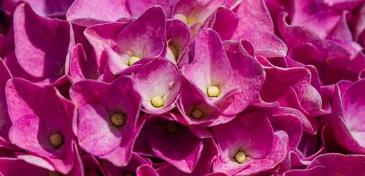 Hortensie, Bild von NickyPe auf Pixabay