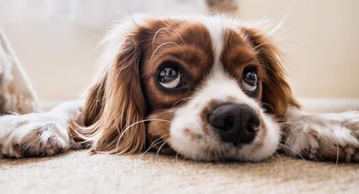 Hund, Bild von PicsbyFran