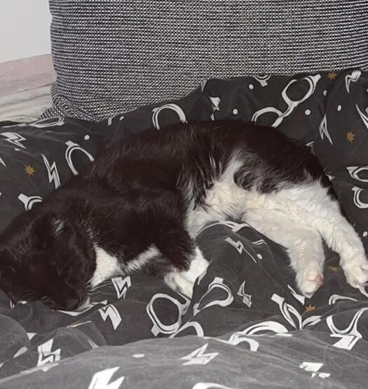 Rosie auf dem Sofa, Foto: Katzenauge