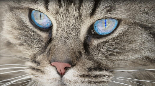 Katzenaugen: Foto Anja#helpinghands#stayathome#solidarity#stay healthy auf Pixabay