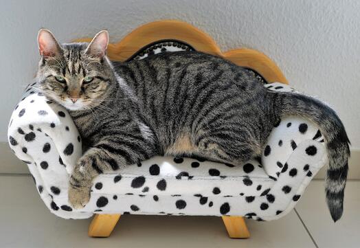 Eine graue Katze auf dem Sofa, Foto: fotosforyou auf Pixabay