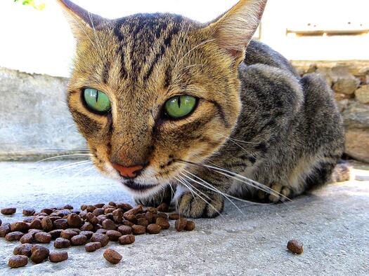 Katze frisst. Foto: Surprise auf Pixabay