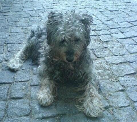 Ein kleiner weißer Hund sitzt auf der Straße.