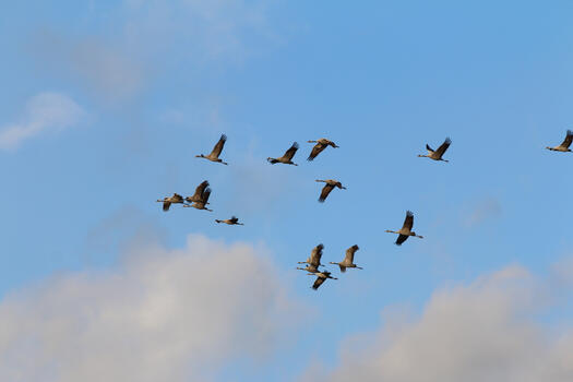 Kraniche am Himmel, Foto: Elke Janssen