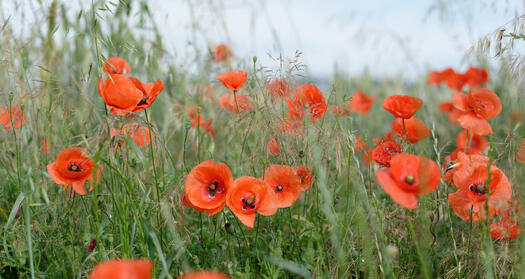 Mohnblumen, Bild von utroja0 auf Pixabay